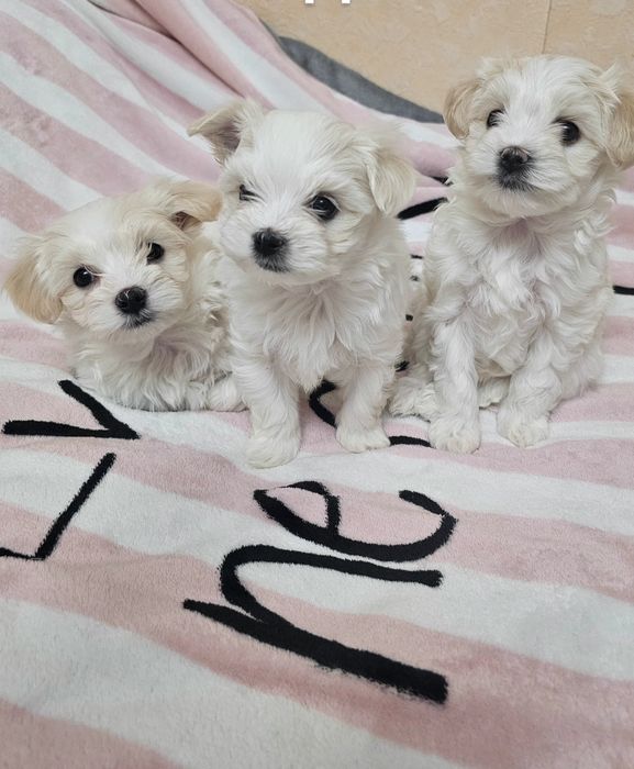 Хлопчики мальтезе!