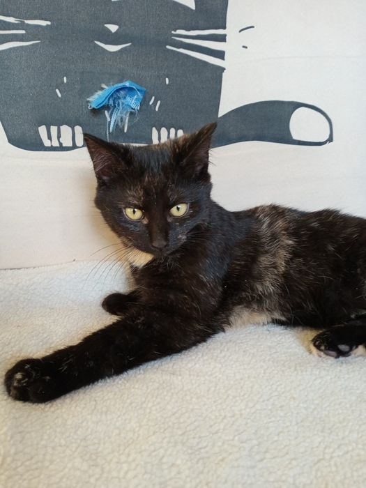 Безкоштовно!  Гарні дівчата 6.5 місяці віком.