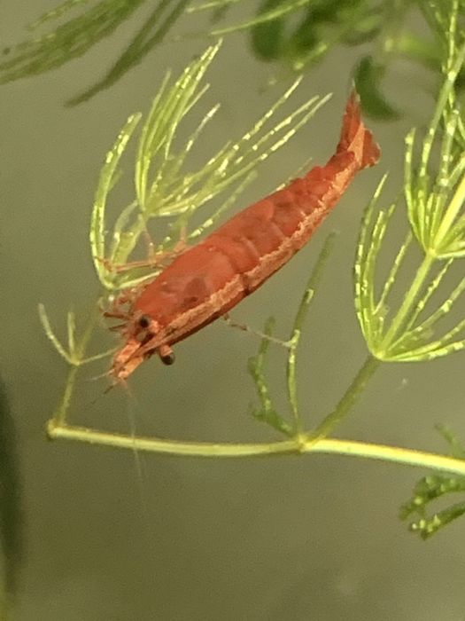 Krewetka Red Cherry