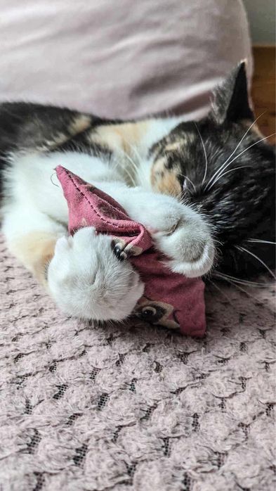 Wyjątkowa trójkolorowa koteczka szuka dobrego domu!