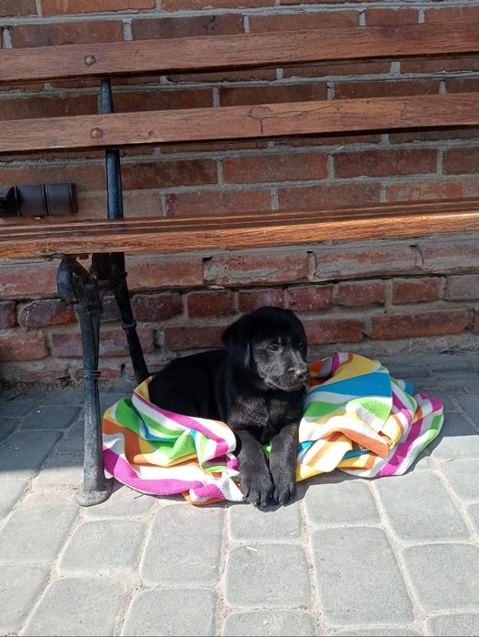 Szczeniak Labrador Retriever