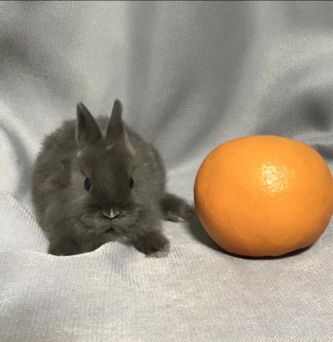 Шоу клас! Нідерландський карлик кролик блакитний, сірий, міні