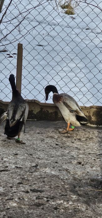 Інкубаційне яйце качки Індійський Бігунок