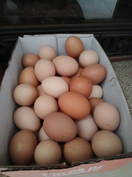 Ovos caseiros - galinhas do campo