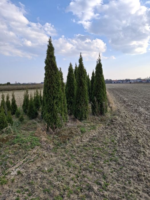 Sprzedam tuje szmaragdy – likwidacja plantacji