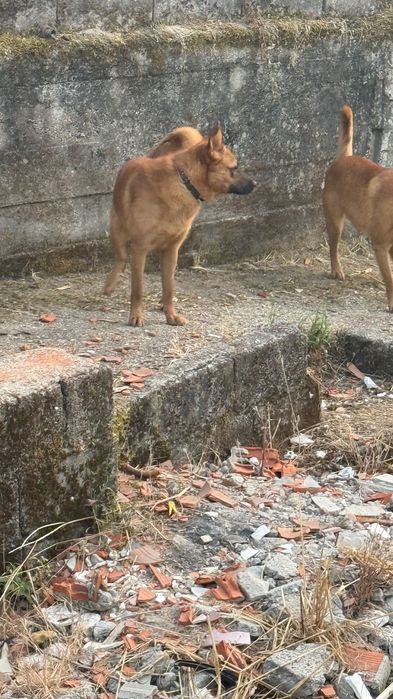 Cães de Guarda para adoção