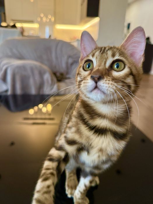 Бенгальська кішечка