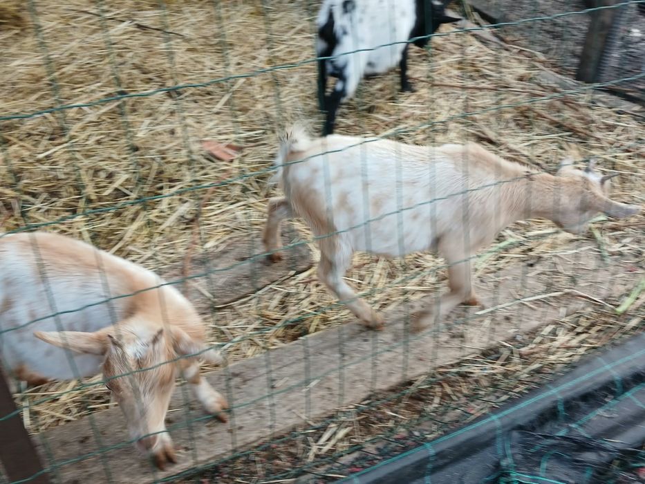 Cabras anãs 6 meses