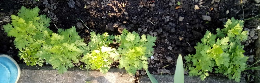 Złocień maruna - sadzonki