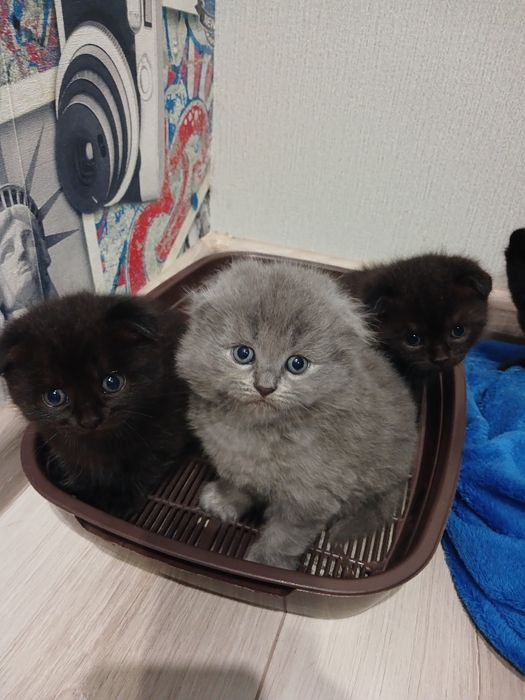 Продам кошенят...