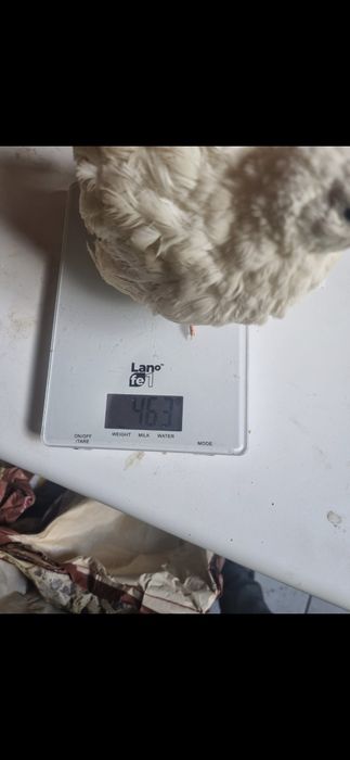 Przepiórka przepiórki brojler brojlery jaja jajka lęgowe przepiórcze