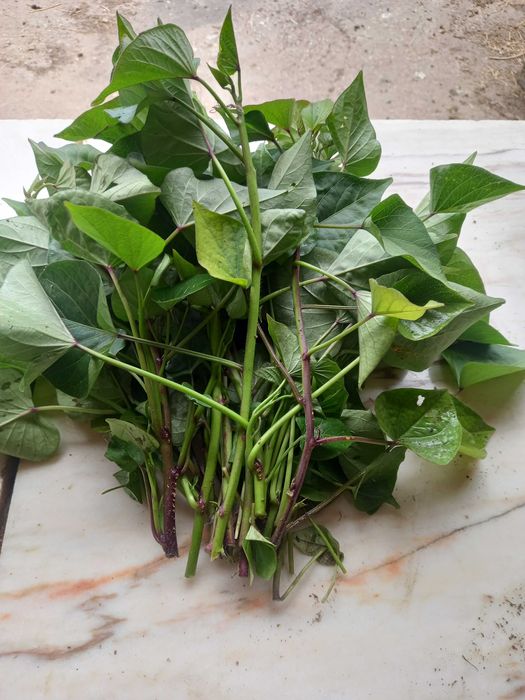 rama batata doce, normal lira, e roxa por dentro.