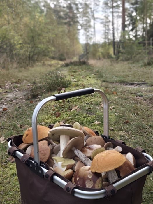 Świeże grzyby na zamówienie