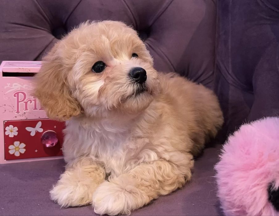 Дівчинка шукає найкращу родину