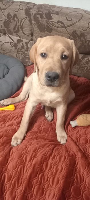 Шикарний хлопчик чекає на маму і тата