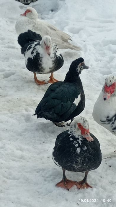 Продам домашніх індоутки і селезні