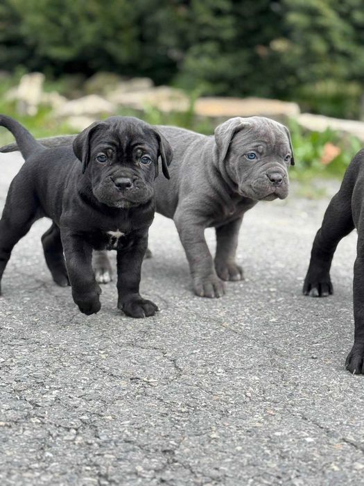 Czarna suczka Cane Corso ZKwP/FCI urodzona 24.03.2026