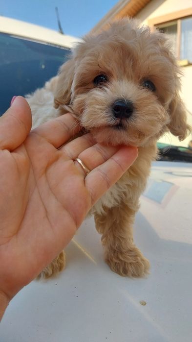 Хлопчики  та дівчата  мальтипу
