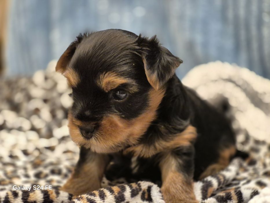 Yorkshire terier  sunia