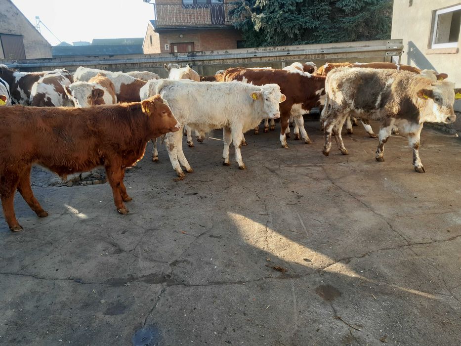 20 byczków 200-240kg simental,bbb