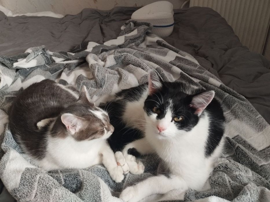 Котики в добрі руки