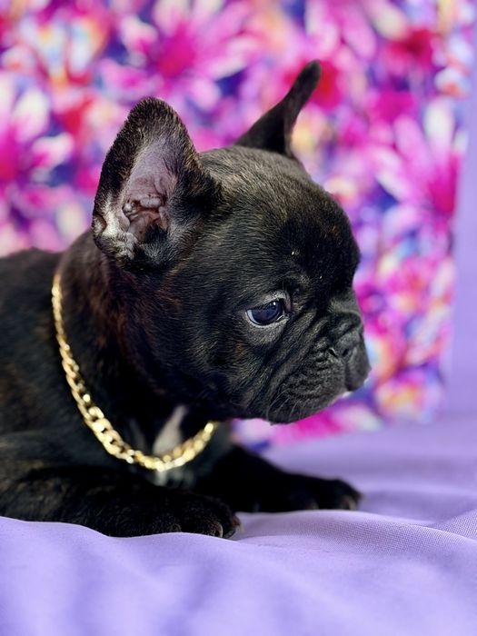 Buldog Francuski  Blue Czarny Marengo