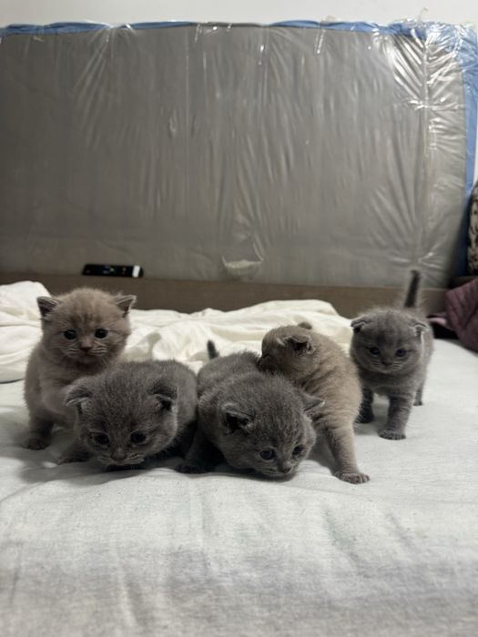 шотландські висловухі