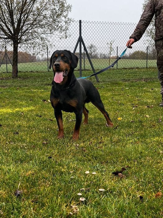 Gończy Słowacki ZKWP