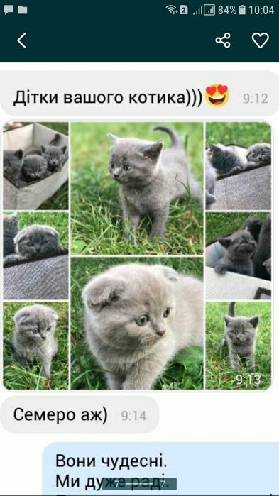 Шикарний британець запрошує на побачення шотл. і брит. кішечок.