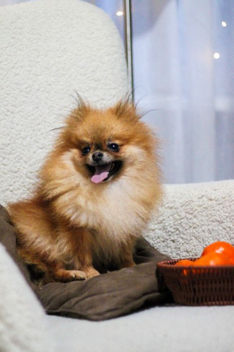 Померанский Шпиц девочка Мини