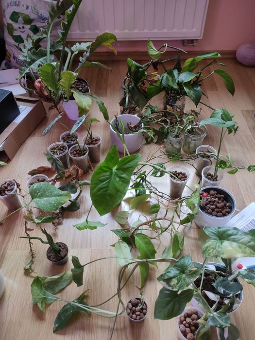 Sprzedam kolekcje roślin kolekcjonerskich i zwyczajnych