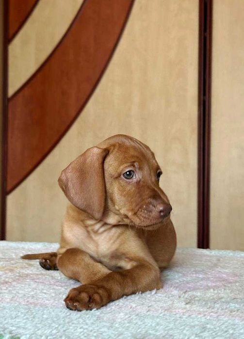 Угорська вижла/ розплідник КСУ-FCI/ Венгерская выжла