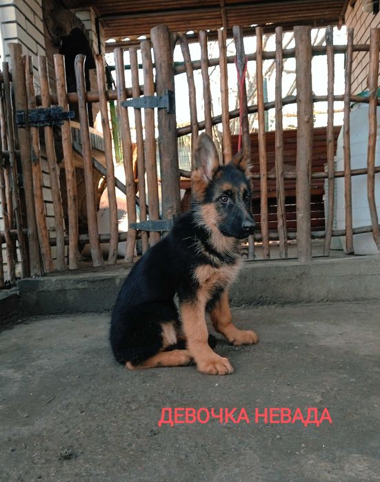 Немецкие овчарки с документами ксу