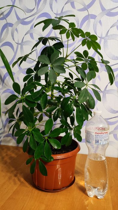 Шефлера комнатный цветок