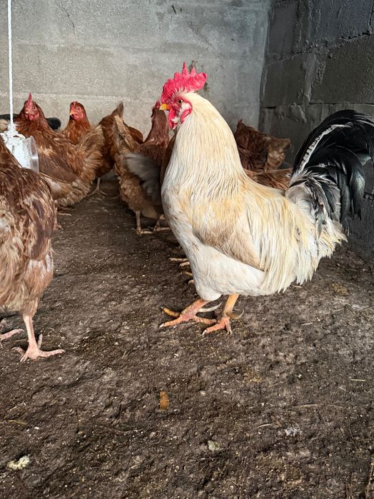 Ovos caseiros galados ( ótimos )