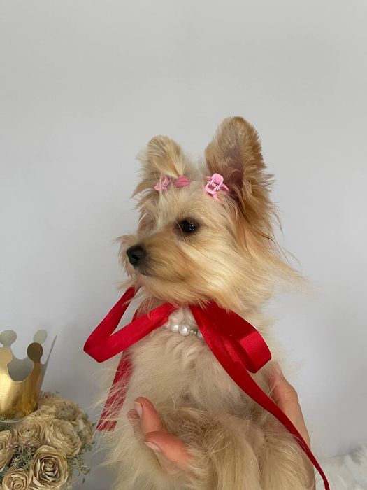 Помапу – краса, ніжність і любов в одному