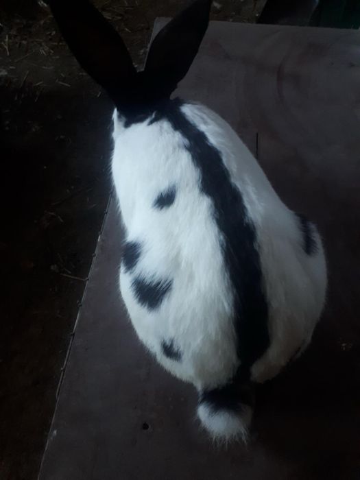 Sprzedam samca srokacz niemiecki