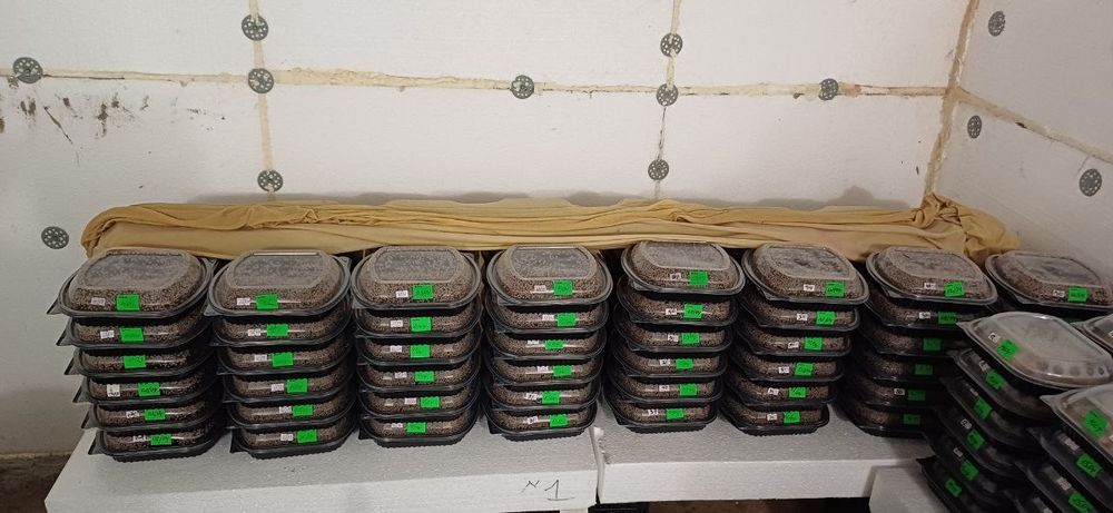 Мальок равлика Helix aspersa muller (мюллер) на 26 рік