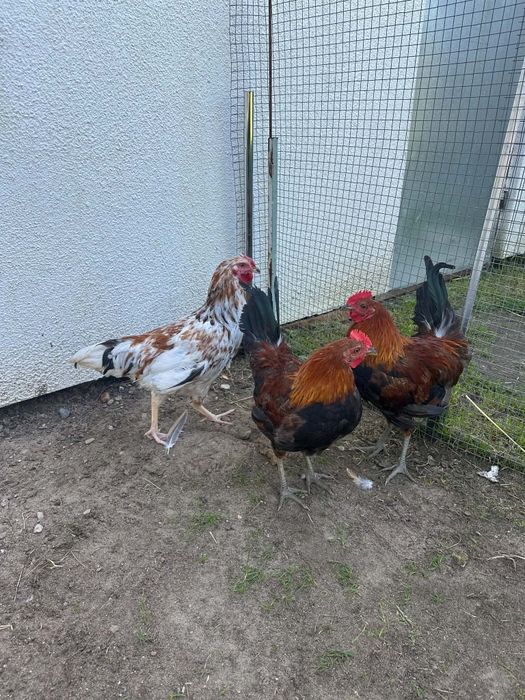 Sprzedam kaczki biegusy indyjskie,  koguty