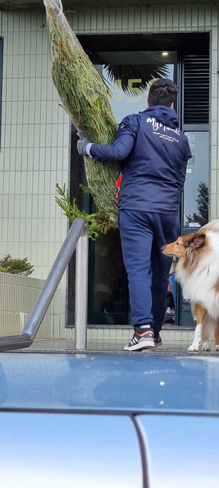 Arvore de Natal Natural | Envio Gratis PT | Pinheiro de Natal Natural