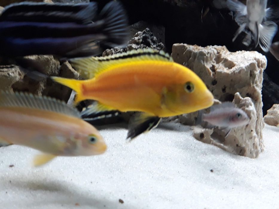 Crias Caeruleus Ciclideo