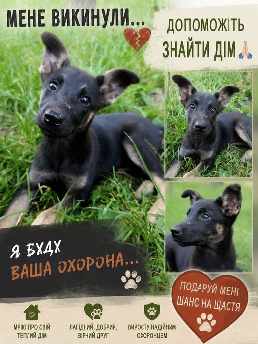 Цуценя у хороші ручки