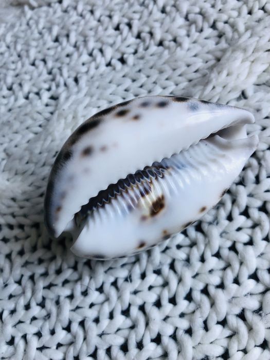 Muszla Cypraea tigris lyncicrosa z grawerem 3D zodiaka Byk