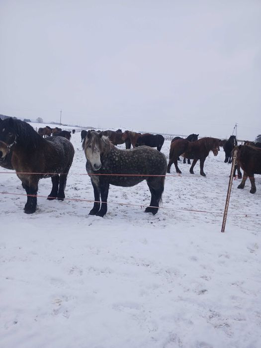 Klacz  3.5 roku  źrebna 10 miesięcy