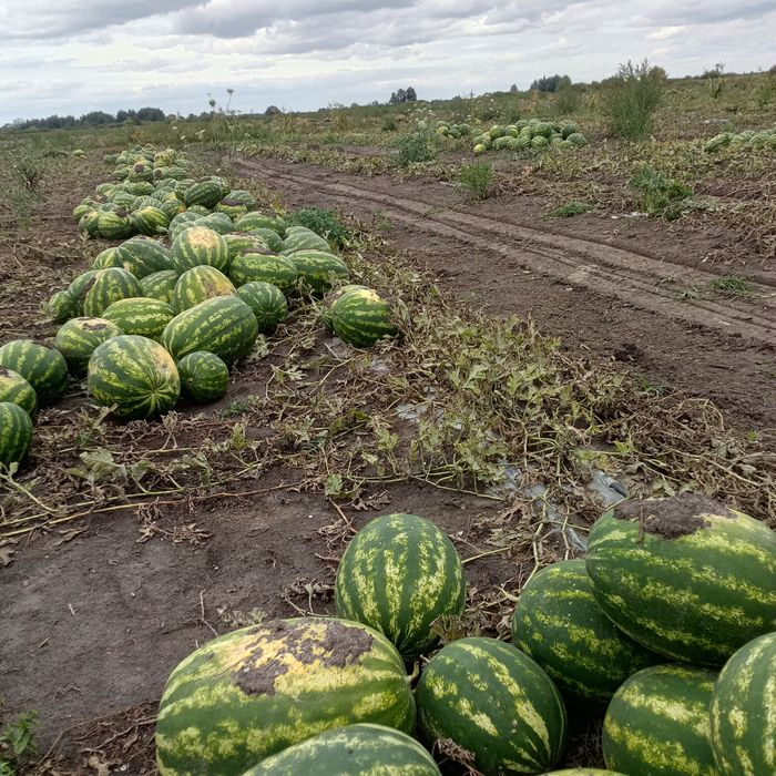 Продам арбуз с поля.