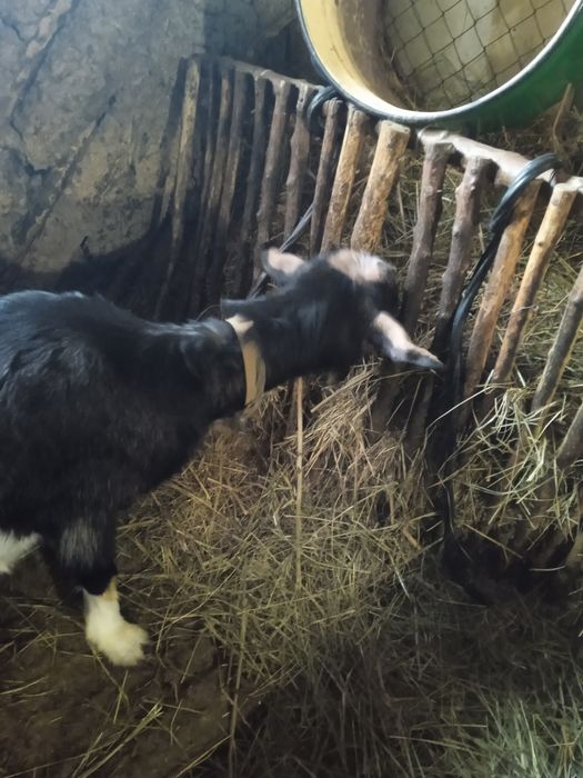 Коза    котная..