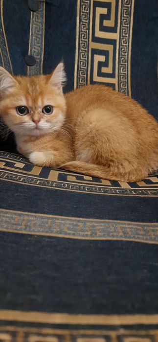 Шотландские котята золотые шиншиллы страйтики  девочка