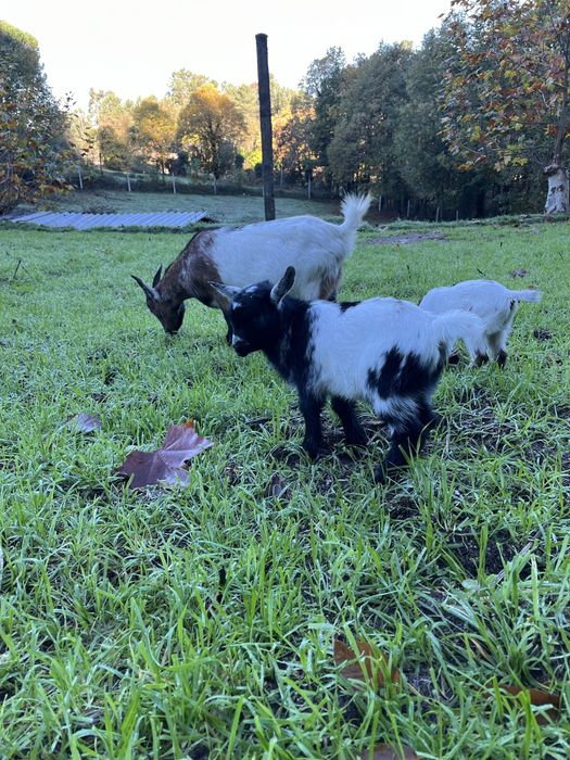 Cabras Micro Anãs