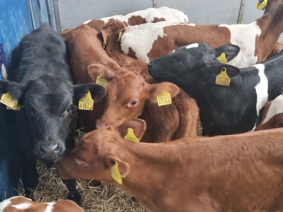 Cielaki na sprzedaż