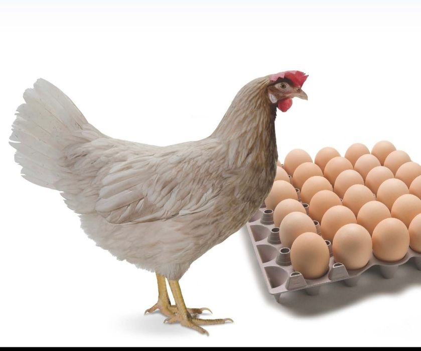 Kury nioski *darmowy dowóz Pilzno